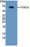 Corticotropin Releasing Hormone Binding Protein (CRHBP) Rat Polyclonal Antibody