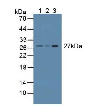 Cysteine Rich Secretory Protein 1 (CRISP1) Mouse Polyclonal Antibody