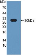 Cysteine Rich Secretory Protein 1 (CRISP1) Rat Polyclonal Antibody