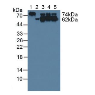Collapsin Response Mediator Protein 1 (CRMP1) Human Polyclonal Antibody