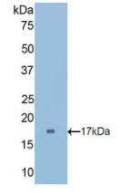 Cubilin (CUBN) Rat Polyclonal Antibody