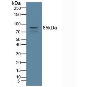Cullin 1 (CUL1) Human Polyclonal Antibody