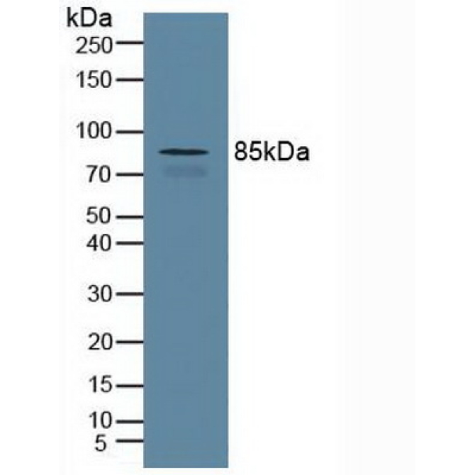 Cullin 1 (CUL1) Human Polyclonal Antibody