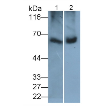 Catalase (CAT) Bovine (Cattle) Polyclonal Antibody