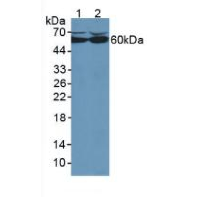Catalase (CAT) Mouse Polyclonal Antibody