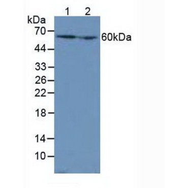 Catalase (CAT) Mouse Polyclonal Antibody