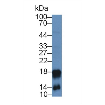 Cathelicidin Antimicrobial Peptide (CAMP) Mouse Polyclonal Antibody
