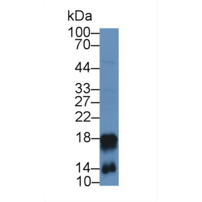 Cathelicidin Antimicrobial Peptide (CAMP) Mouse Polyclonal Antibody