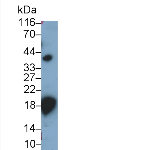 Cathelicidin Antimicrobial Peptide (CAMP) Rat Polyclonal Antibody