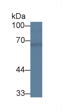 Chimerin 2 (CHN2) Rat Polyclonal Antibody