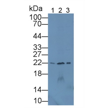 Dermatopontin (DPT) Mouse Polyclonal Antibody