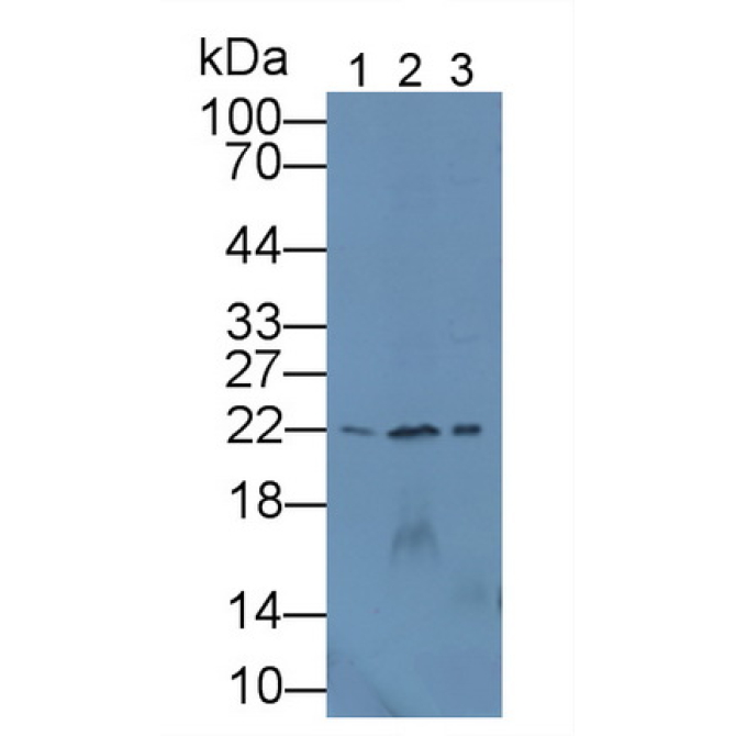 Dermatopontin (DPT) Mouse Polyclonal Antibody