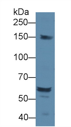 Docking Protein 1 (DOK1) Rat Polyclonal Antibody