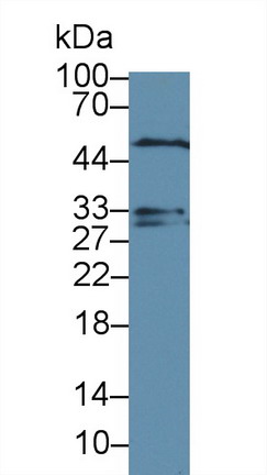Dystrobrevin Binding Protein 1 (DTNBP1) Rat Polyclonal Antibody