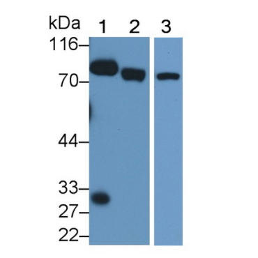 Extracellular Matrix Protein 1 (ECM1) Mouse Polyclonal Antibody