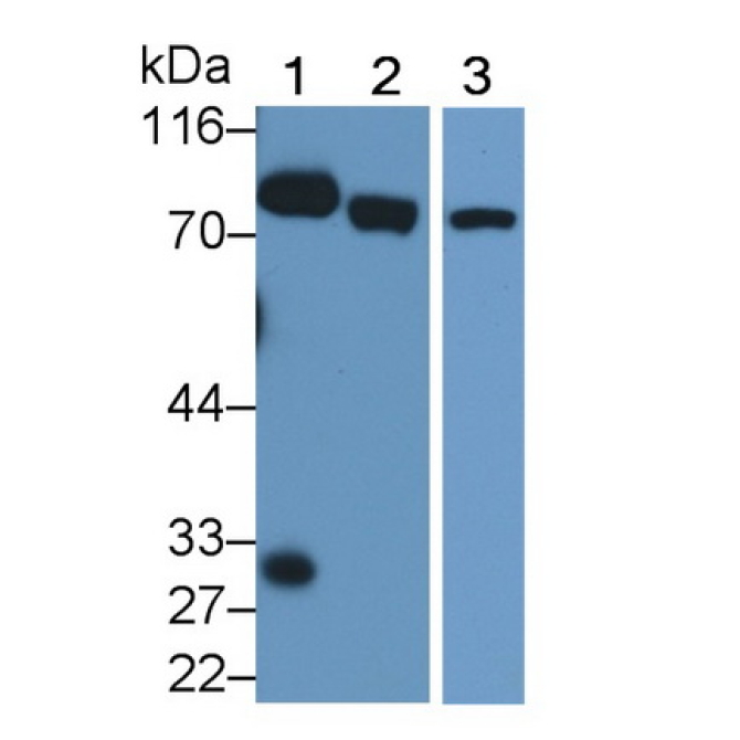 Extracellular Matrix Protein 1 (ECM1) Mouse Polyclonal Antibody