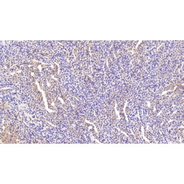 Ectodysplasin A (EDA) Mouse Polyclonal Antibody