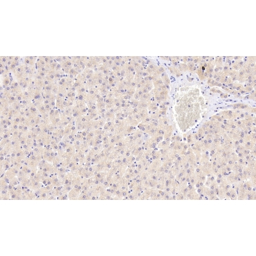 Endonuclease G, Mitochondrial (ENDOG) Human Polyclonal Antibody
