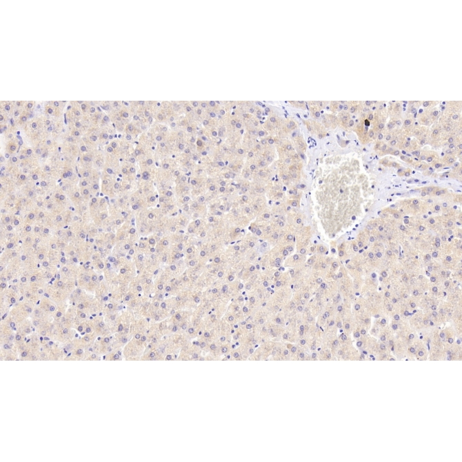 Endonuclease G, Mitochondrial (ENDOG) Human Polyclonal Antibody