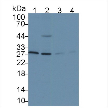 Endoplasmic Reticulum Protein 29 (ERP29) Mouse Polyclonal Antibody