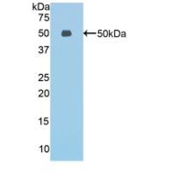 Endothelial Cell Specific Molecule 1 (ESM1) Mouse Polyclonal Antibody