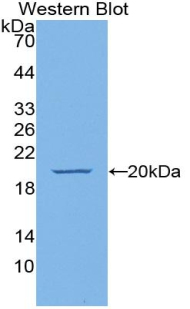 Endothelial Cell Specific Molecule 1 (ESM1) Rat Polyclonal Antibody