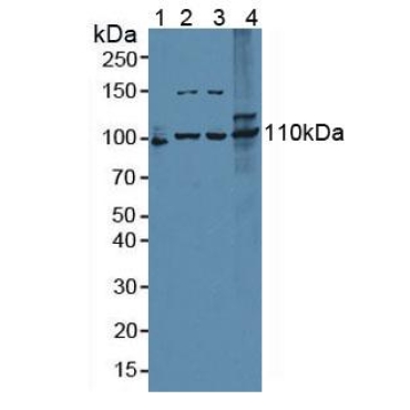 Exonuclease 1 (EXO1) Mouse Polyclonal Antibody