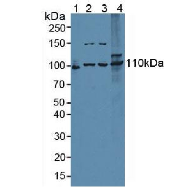 Exonuclease 1 (EXO1) Mouse Polyclonal Antibody