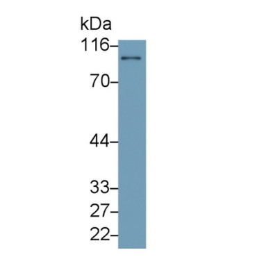 Fibroblast Activation Protein Alpha (FAPa) Mouse Polyclonal Antibody
