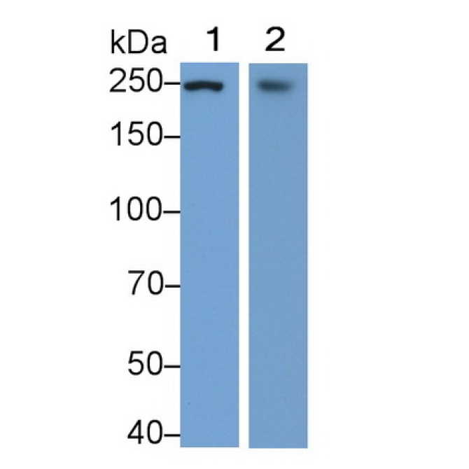 Fatty Acid Synthase (FASN) Chicken (Gallus) Polyclonal Antibody