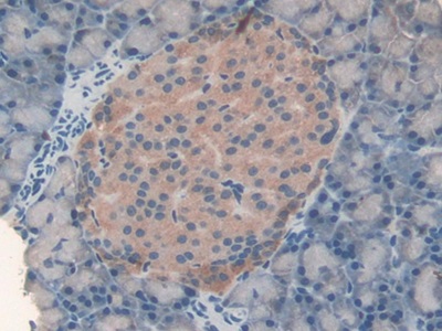 Fatty Acid Synthase (FASN) Rat Polyclonal Antibody