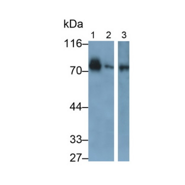 Fibulin 1 (FBLN1) Mouse Polyclonal Antibody