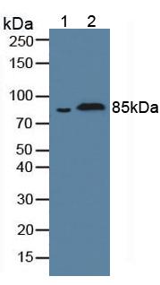 Fibulin 1 (FBLN1) Rat Polyclonal Antibody