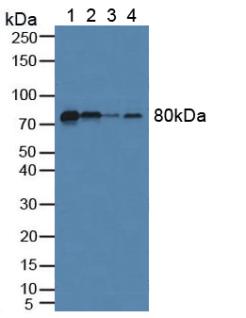 Fibulin 1 (FBLN1) Rat Polyclonal Antibody