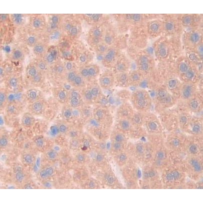 Fibrosin (FBS) Mouse Polyclonal Antibody
