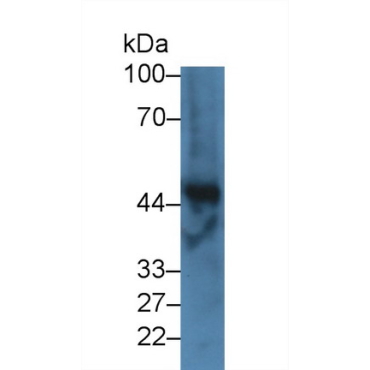 Fibrinogen Gamma (FGg) Bovine (Cattle) Polyclonal Antibody
