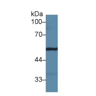 Fibrinogen Gamma (FGg) Mouse Polyclonal Antibody