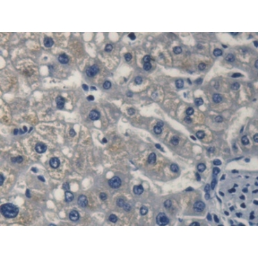 FK506 Binding Protein 2 (FKBP2) Human Polyclonal Antibody