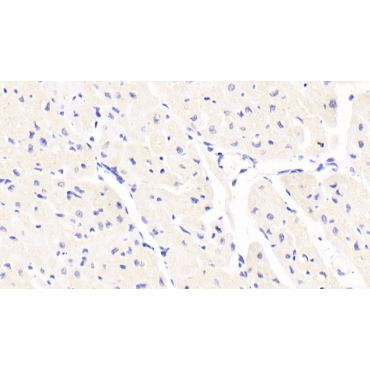 Fibronectin Leucine Rich Transmembrane Protein 2 (FLRT2) Human Polyclonal Antibody