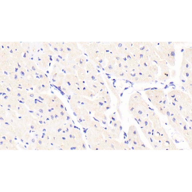 Fibronectin Leucine Rich Transmembrane Protein 2 (FLRT2) Human Polyclonal Antibody