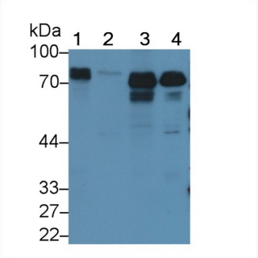Formin Binding Protein 1 (FNBP1) Human Polyclonal Antibody