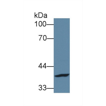 Fucose-1-Phosphate Guanylyltransferase (FPGT) Mouse Polyclonal Antibody