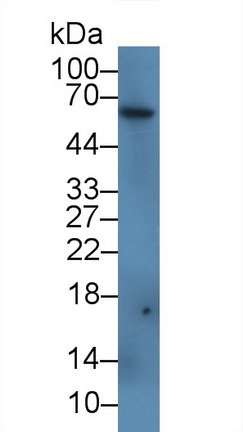 Ferroportin (FPN) Mouse, Rat Polyclonal Antibody