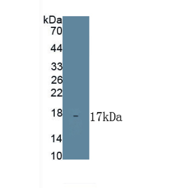 Ferroportin (FPN) Mouse Polyclonal Antibody