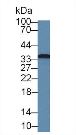 Fibrillarin (FBL) Rat Polyclonal Antibody