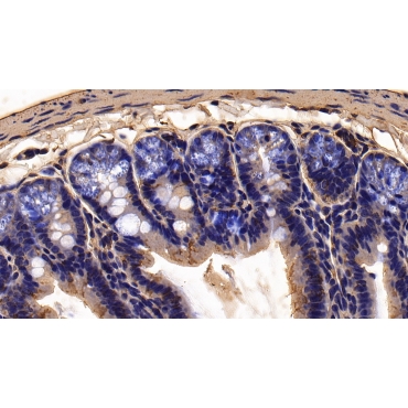 Furin (FUR) Mouse Polyclonal Antibody