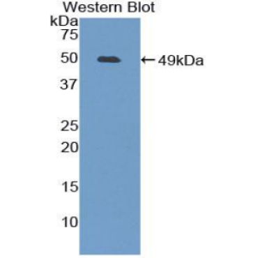 Furin (FUR) Mouse Polyclonal Antibody