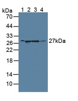 Guanidinoacetate-N-Methyltransferase (GAMT) Rat Polyclonal Antibody