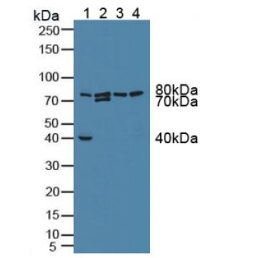 G-Elongation Factor, Mitochondrial 1 (GFM1) Mouse Polyclonal Antibody