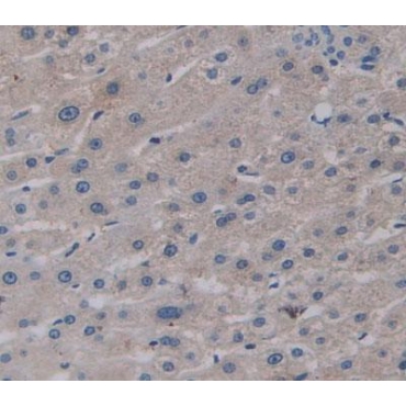 Geranylgeranyl Diphosphate Synthase 1 (GGPS1) Human Polyclonal Antibody